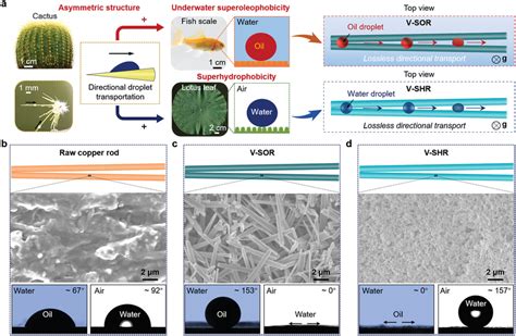 Lossless And Directional Transport Of Droplets On Multibioinspired