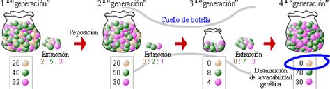 Introducción a la evolución Los cuellos de botella y el efecto fundador