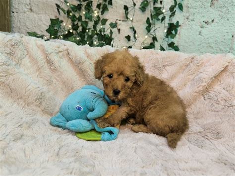 Pui Pudel Toy Red Caniche Rosu Oradea OLX Ro