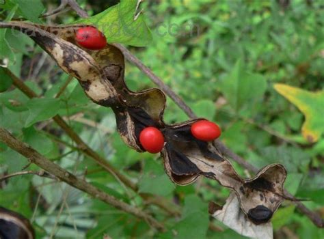 Plantfiles Pictures Erythrina Species Cardinal Spear Cherokee Bean