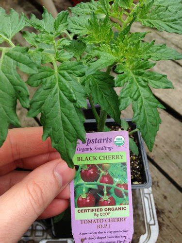 Black Cherry Tomato Lycopersicon Esculentum Black Cherry Plant Lust