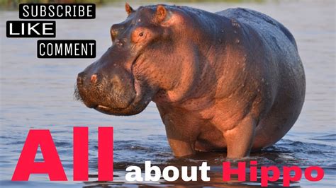 All About Hippo 🦛 Youtube