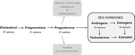 Sex Hormones As Cognitive Enhancers SpringerLink
