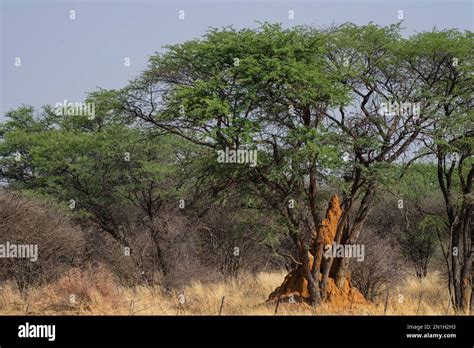Giant Mound Termite Nest Macrotermes Michaelseni Termitidae Namibia