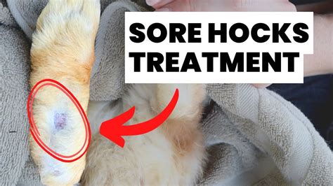 How To Treat Sore Hocks In Rabbits Youtube