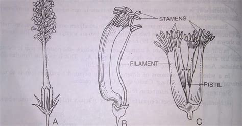 Union of Stamens : Union of stamens may be with other unlike members ...