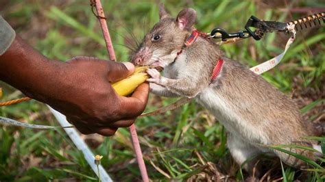 Rats Scratch And Sniff Landmine Detection Bbc Future