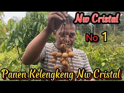 Panen Kelengkeng New Cristal Cocok Buat Agro Wisata Buah Youtube