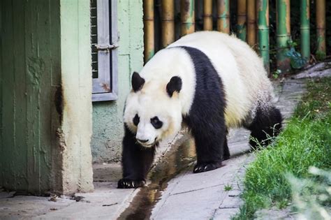 Premium Photo Adorable Panda Bear Frolicking In A Lush Habitat