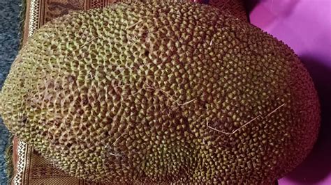 Part Daeng Surya Red Jackfruit Kg