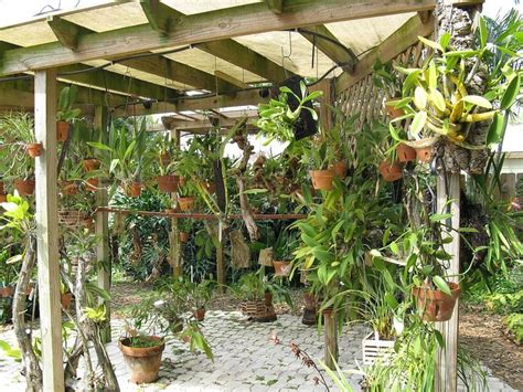 Growing Orchids Outdoors In Florida