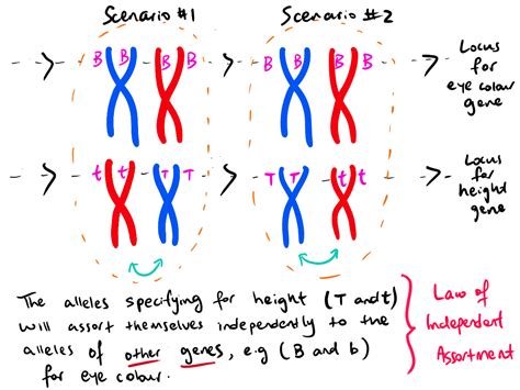 Hsc Biology Module 5 Inquiry Question 2