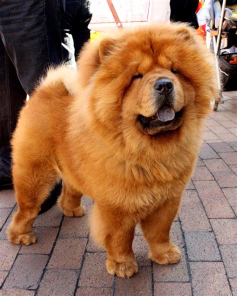 Dog Breed That Looks Like A Lion