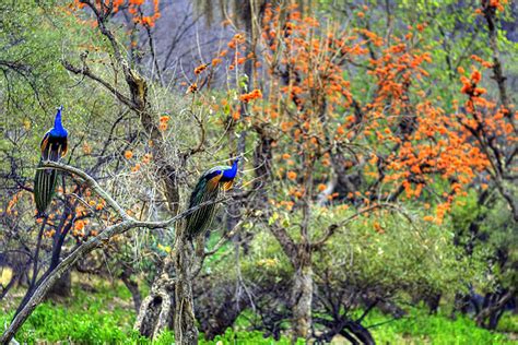 Sariska National Park: The Lush Abode Of Royal Bengal Tigers