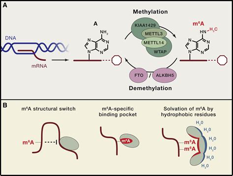 Dynamic RNA Modifications In Gene Expression Regulation Cell