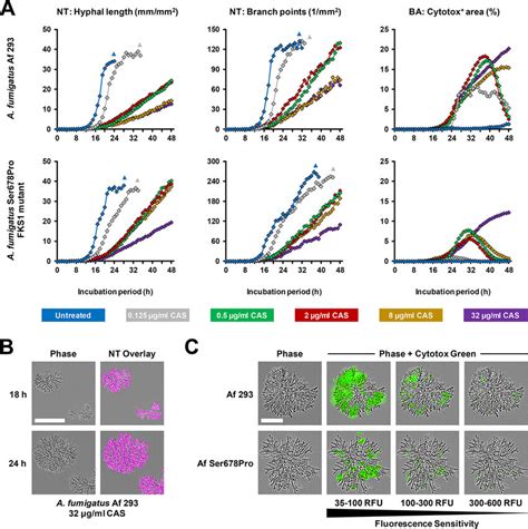 Neurotrack Analysis And Cytotoxicity Staining Of Caspofungin Exposed A