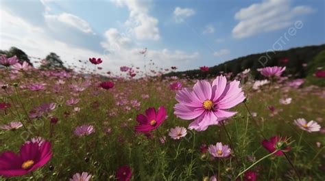 Fundo Campo De Cosmos Na Primavera Fundo As Flores Do Cosmos Estão