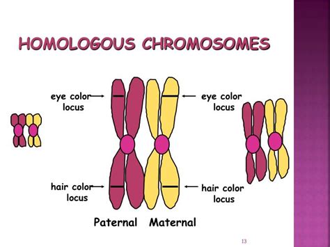 PPT - MEIOSIS PowerPoint Presentation - ID:2128311