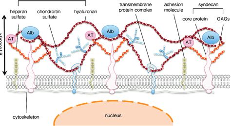 Glycocalyx, a structural component of the vascular endothelium ...