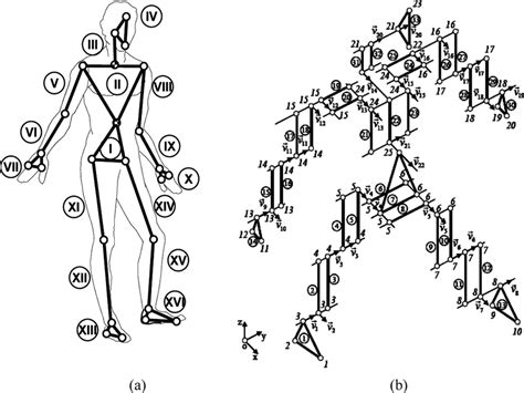 Biomechanical Model Of 16 Anatomical Segments A Model Topology B