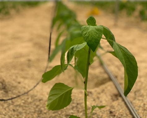 Pimiento Invernadero Escuela Agraria Vícar