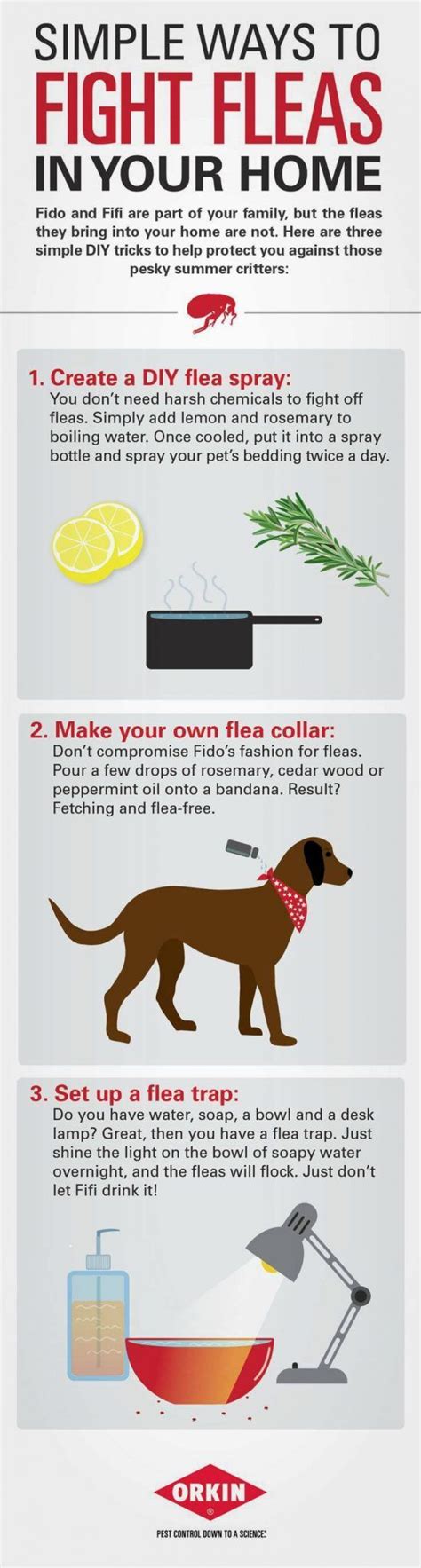 Homemade Remedies For Fleas On Dogs