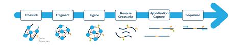 Targeted Enrichment Panels Dovetail Genomics