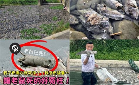 【有影】環保議題再掀話題！台中大里頭汴坑溪死魚案 江和樹市議員將展開實地會勘