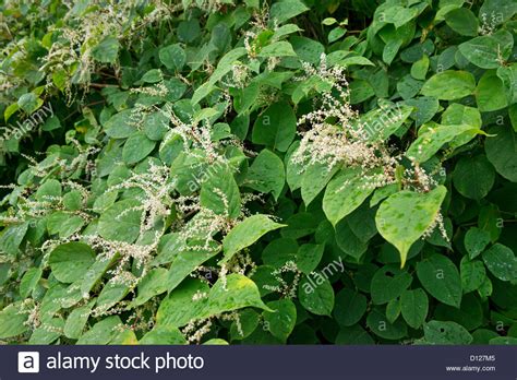 Fallopia Japonica Japanese Knotweed In Flower Stock Photo Royalty