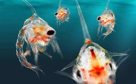 Scientists Develop Swarm Of Tiny Underwater Robots To Study Ocean