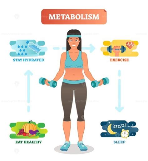 Metabolism Chemical Reaction As Food Conversion To Energy Outline Concept Vectormine