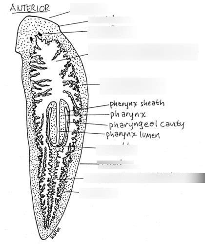 Planarian Diagram Quizlet