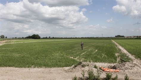 Il Clima Estremo Minaccia Le Variet Di Riso Italiano I Rimedi Dei