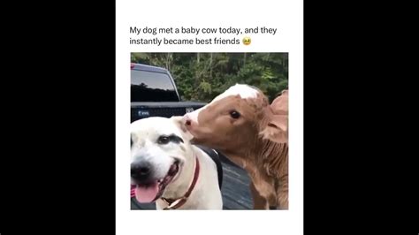 Dog And Cows 🐄😅playing Games 🤣funny Video 😂viral Cawsshortslove