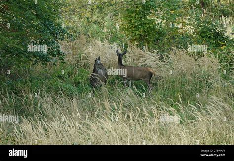 23 10 2023 Deutschland Laubacher Wald Kleines Rudel Rotwild Cervus