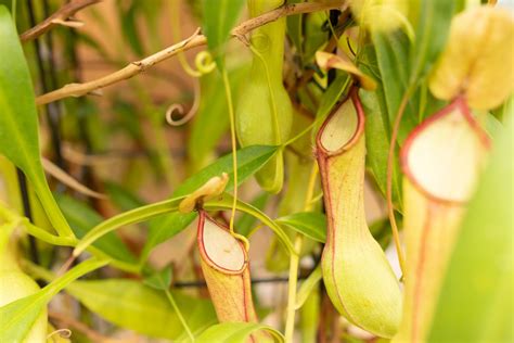 Carnivorous Plants With Names