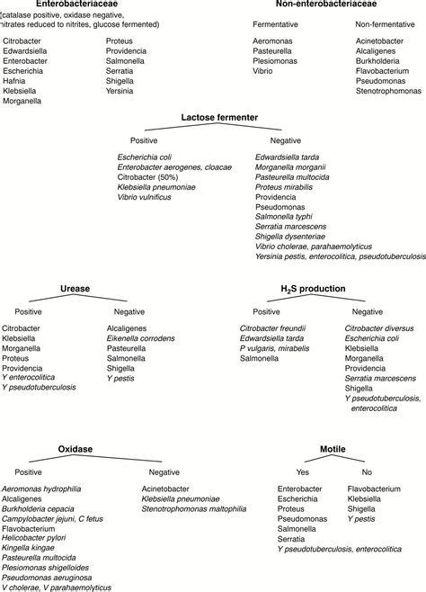 Gram Negative Bacilli Flowchart Identification Of Gram Positive Cocci Flow Chart Micro