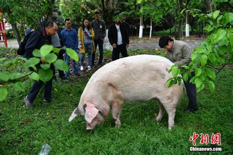 汶川地震 猪坚强 仍健在 相当人类80岁高龄