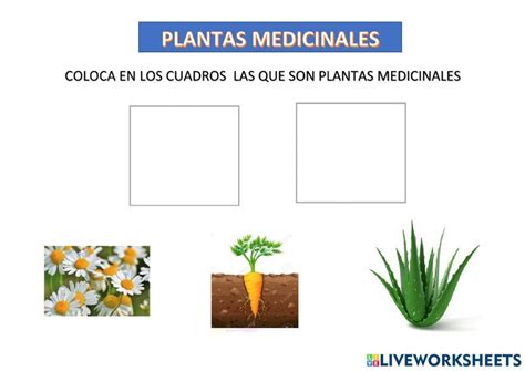 Las Plantas Medicinales Online Exercise For Prepa Live Worksheets