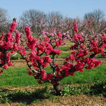 P Cher Prunus Persica Nectarinier Reine Des Vergers Arbre