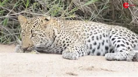 Innocent Bird Acting In Front Of Leopard Watch Leopard Bird Video