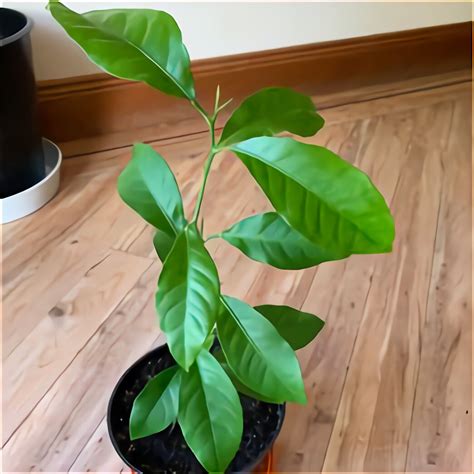 Lemon Tree For Sale In Uk 57 Used Lemon Trees