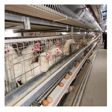 China Factory Supply Automatic Poultry Farm Layer Cages For Sale