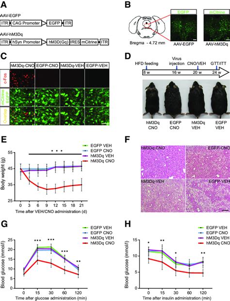 Chemogenetic Activation Of Drn Neurons Improves Metabolism In Dio Mice Download Scientific