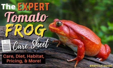 Tomato Frog Care