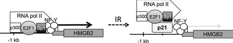 Diagram Of Hmgb2 Transcriptional Regulation By Ir Transcription Download Scientific Diagram