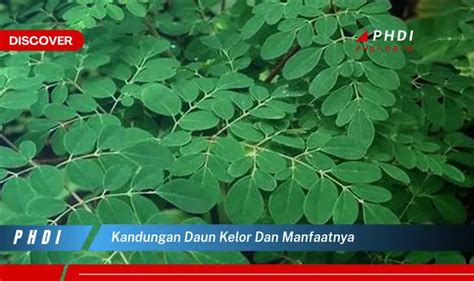 Temukan Manfaat Daun Kelor Yang Bikin Kamu Penasaran