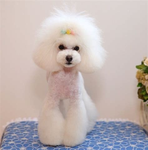 Poodle perfectly posed | Poodle grooming, Creative grooming, Dog hair