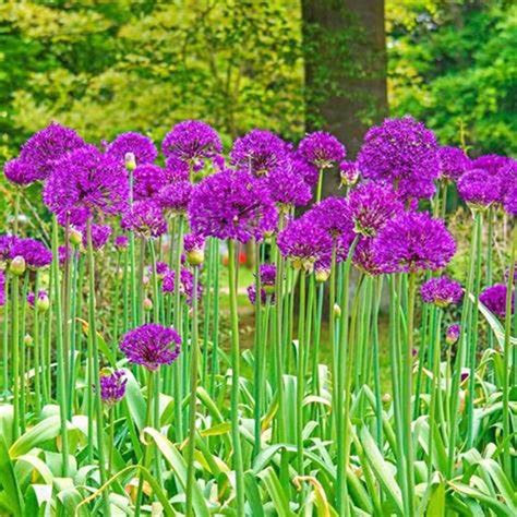 Qauzuy Garden Semillas De Alta Calidad Semillas De Alium Gigantes