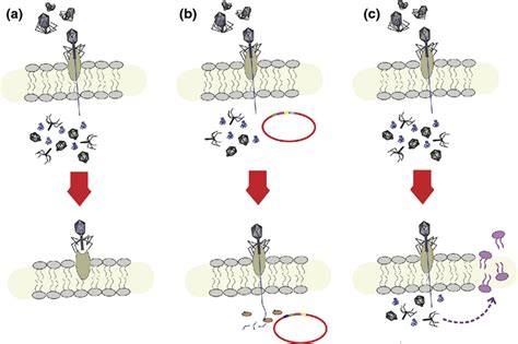 Illustration Of Bacterial Resistance Mechanisms Against Phages In The